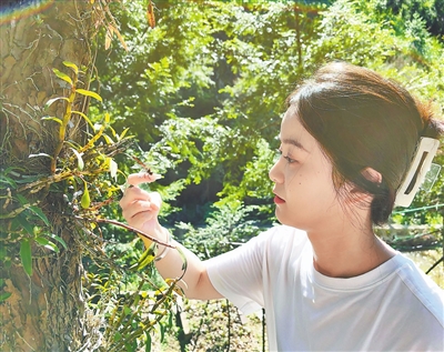 淘股神 红豆杉下，有个女孩种仙草